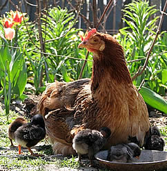 Backyard chickens, a wonderful addition to your family and life